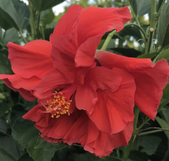 Tropical Double Red Hibiscus Plant