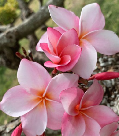 Plumeria - Kalani
