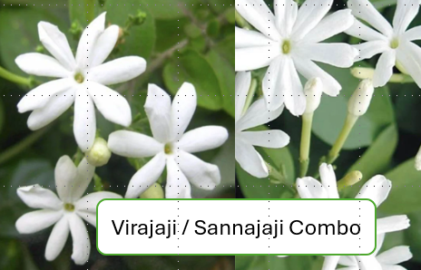 Jaji Combo (Virajaji and Sannajaji) Plants