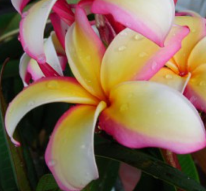 Plumeria - Puu Kahea