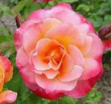 Screenshot 2026-03-28 211253.png