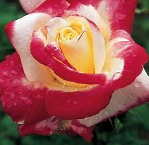 Screenshot 2026-03-28 211934.png