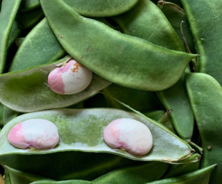 Indian Double Beans Starter Plant