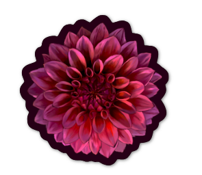 Dahlia Sticker
