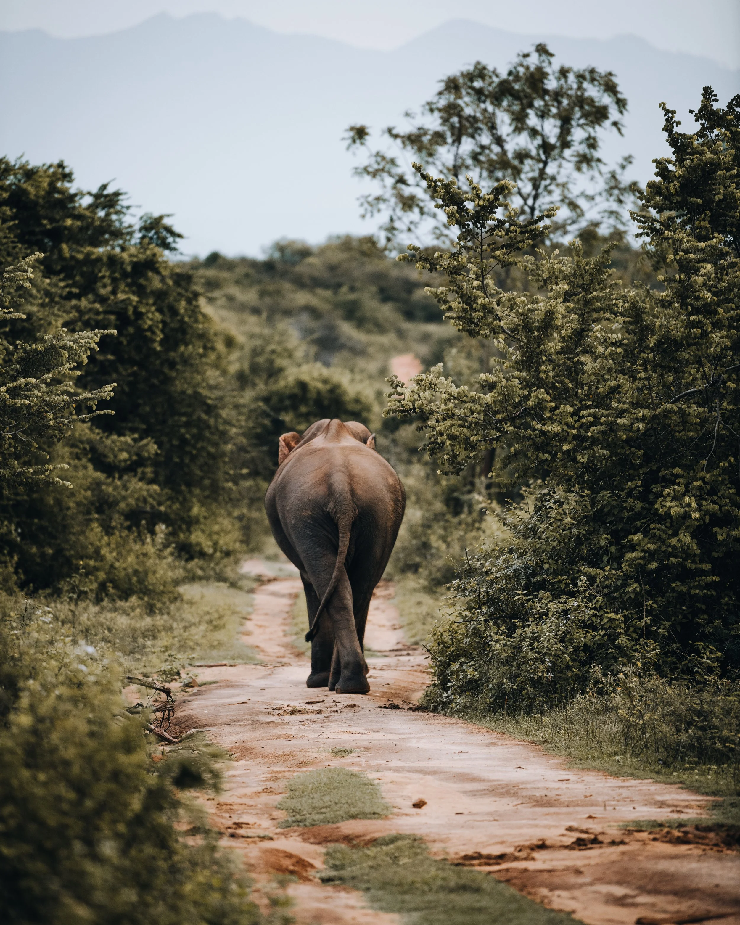 2023 - April - Sri Lanka - Camera -62.jpeg