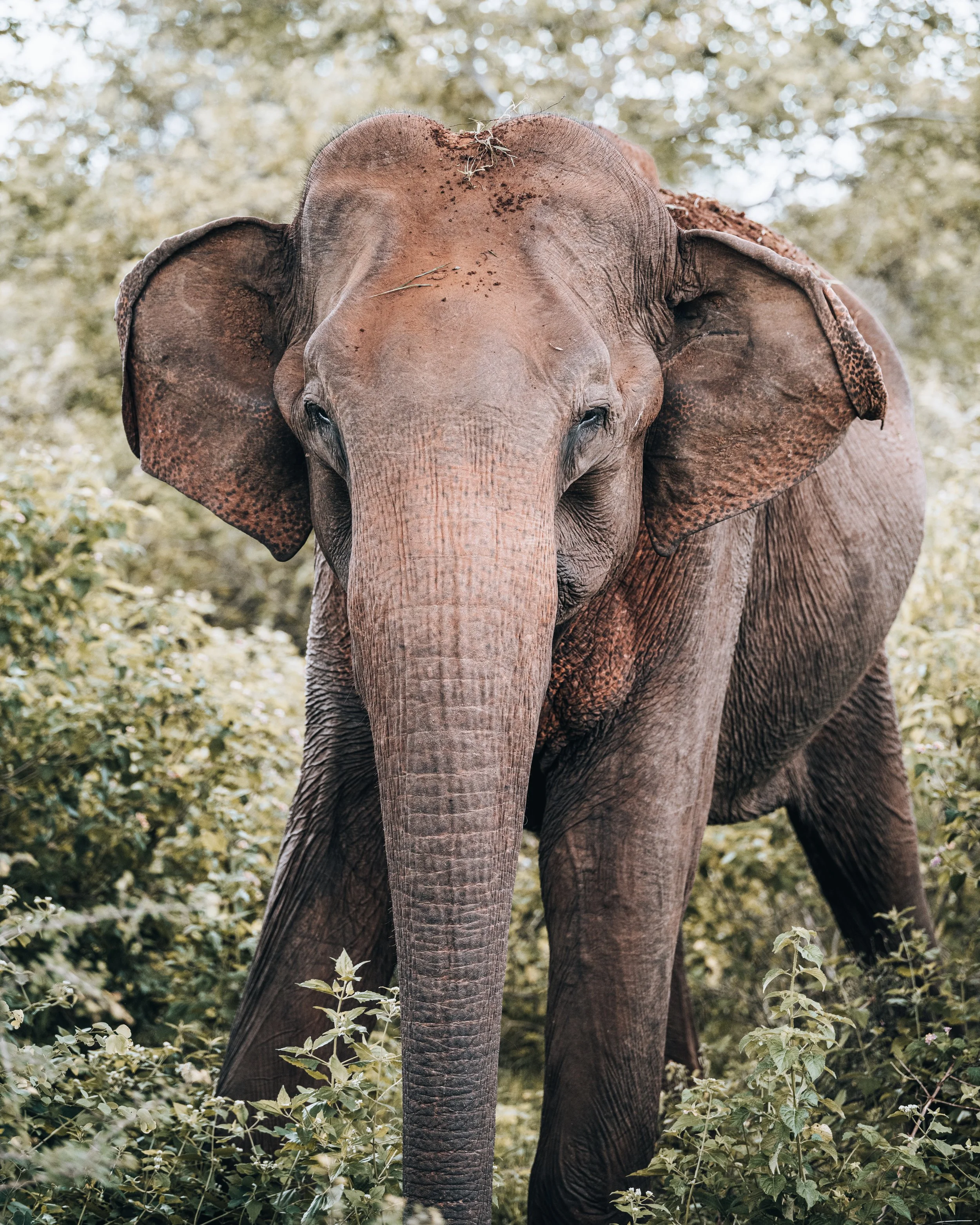 2023 - April - Sri Lanka - Camera -71.jpeg