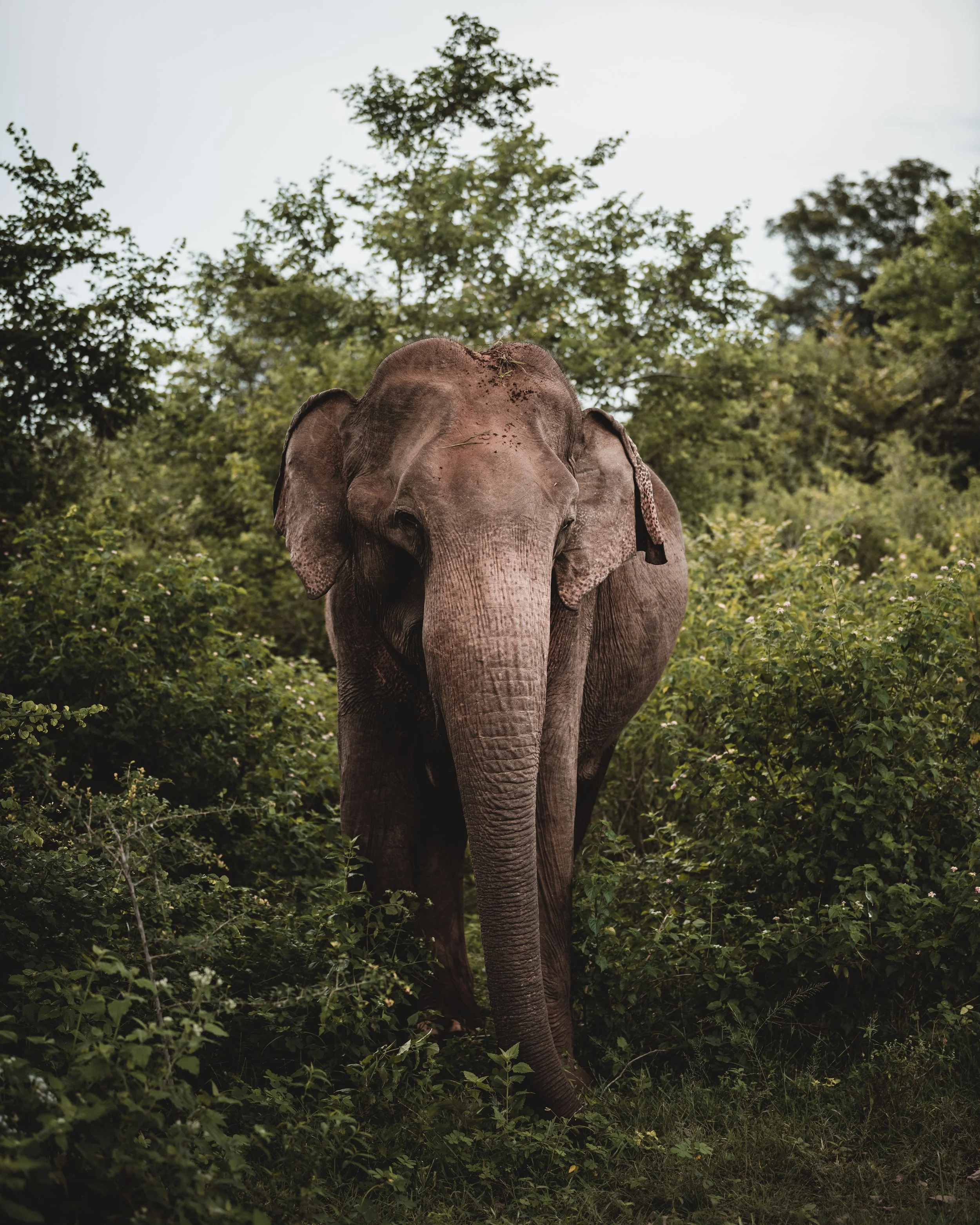 2023 - April - Sri Lanka - Camera -75.jpeg