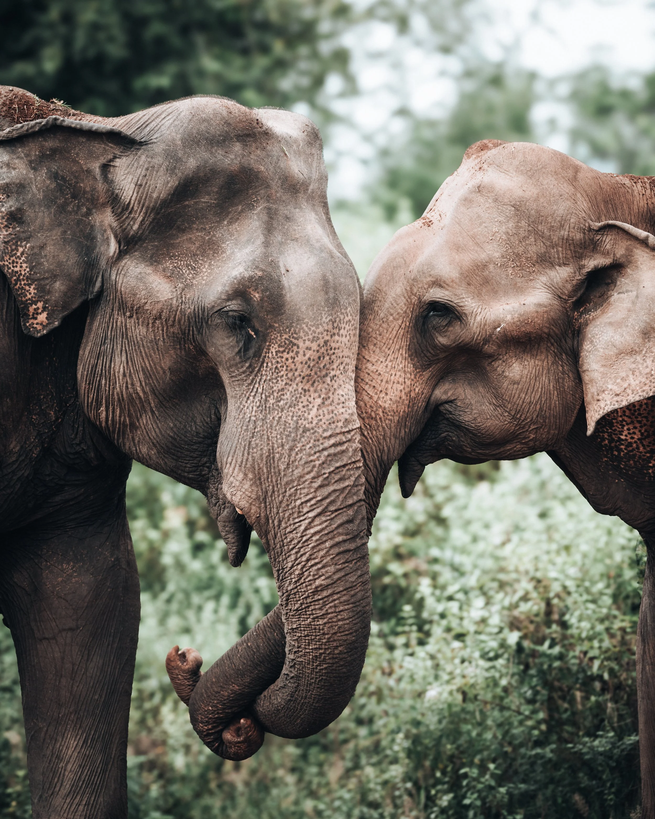 2023 - April - Sri Lanka - Camera -79.jpeg