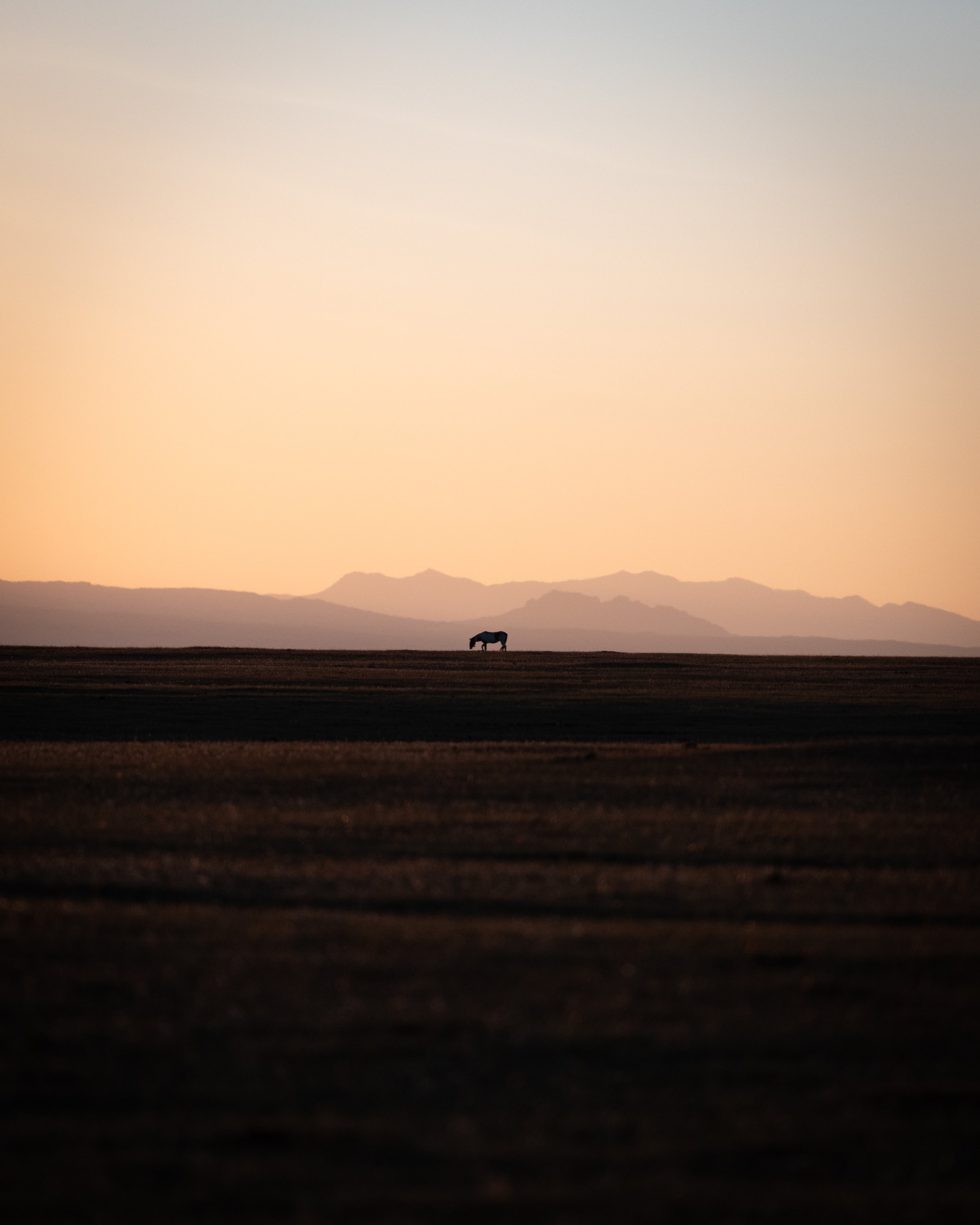 A lone horse standing on a vast, flat landscape during sunset or sunrise with mountain ranges in the background.