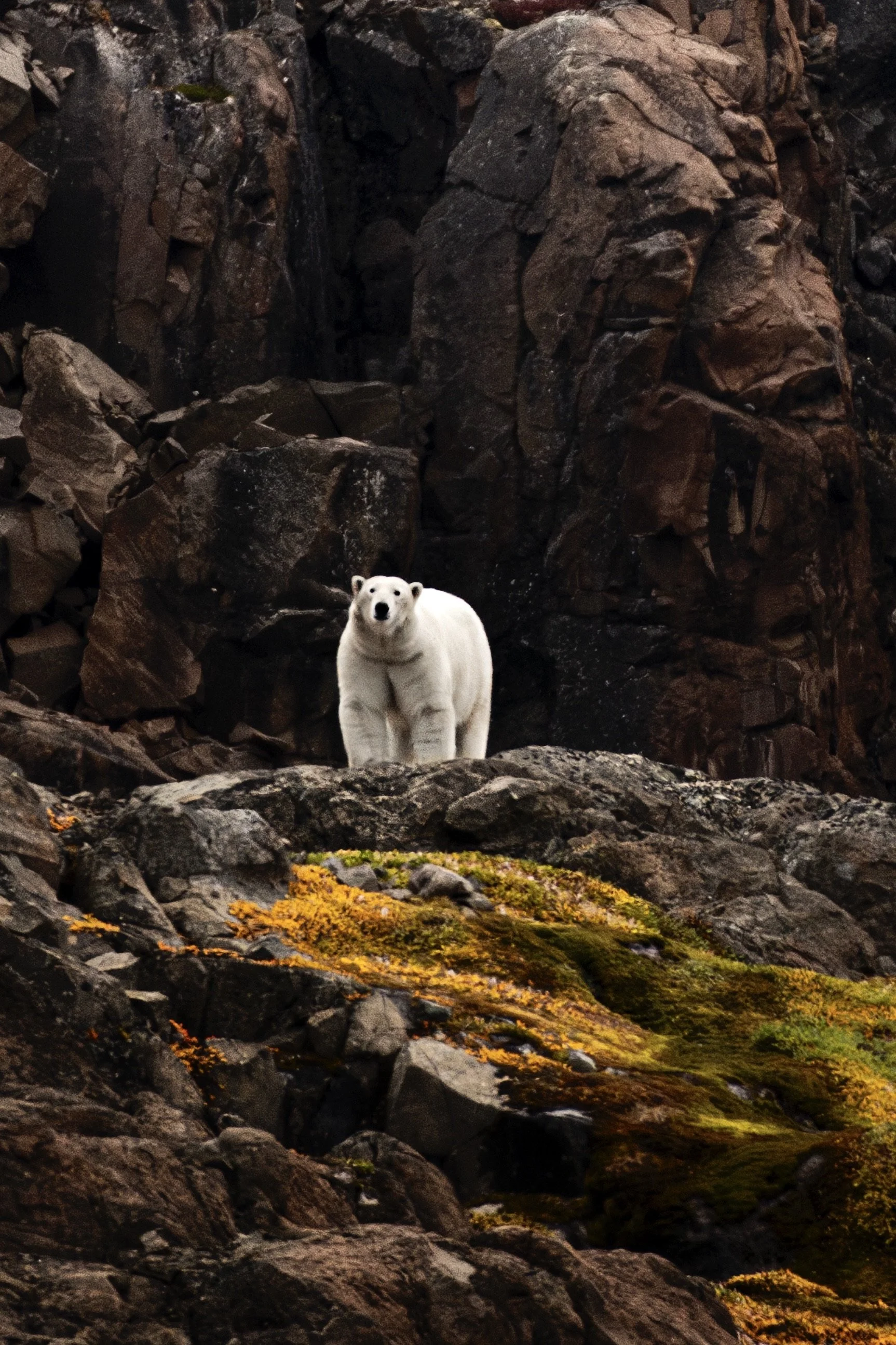 A polar bear standing on rocky terrain with a backdrop of large rocks and a faint waterfall, with patches of yellow and green moss in the foreground.