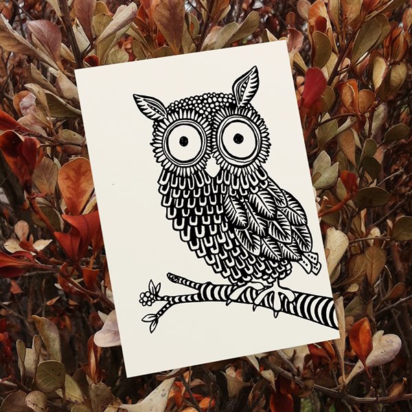 owl.jpg