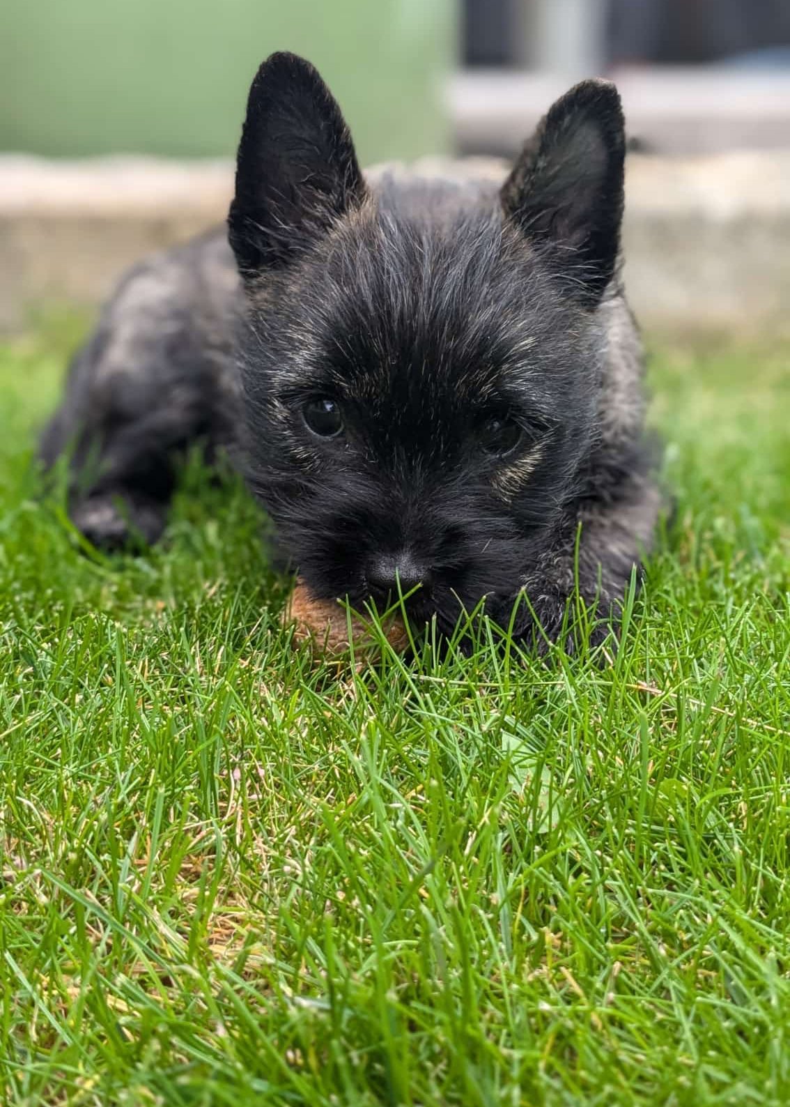 Coco
