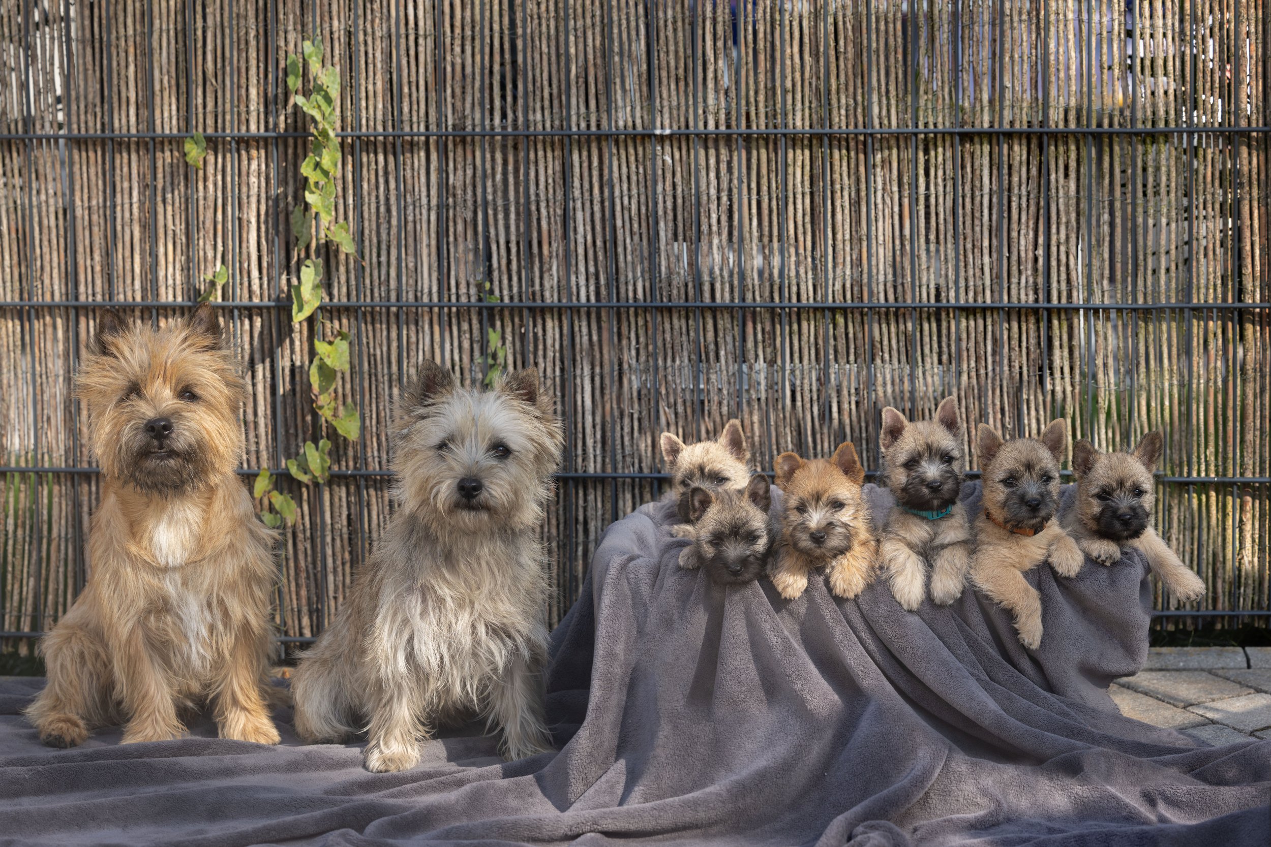 Nicktime Etienne (Ryan) - Maidl's Nele (Paula) - Barney - Baylee - Barolo - Boerne - Billie Bo - Buffy