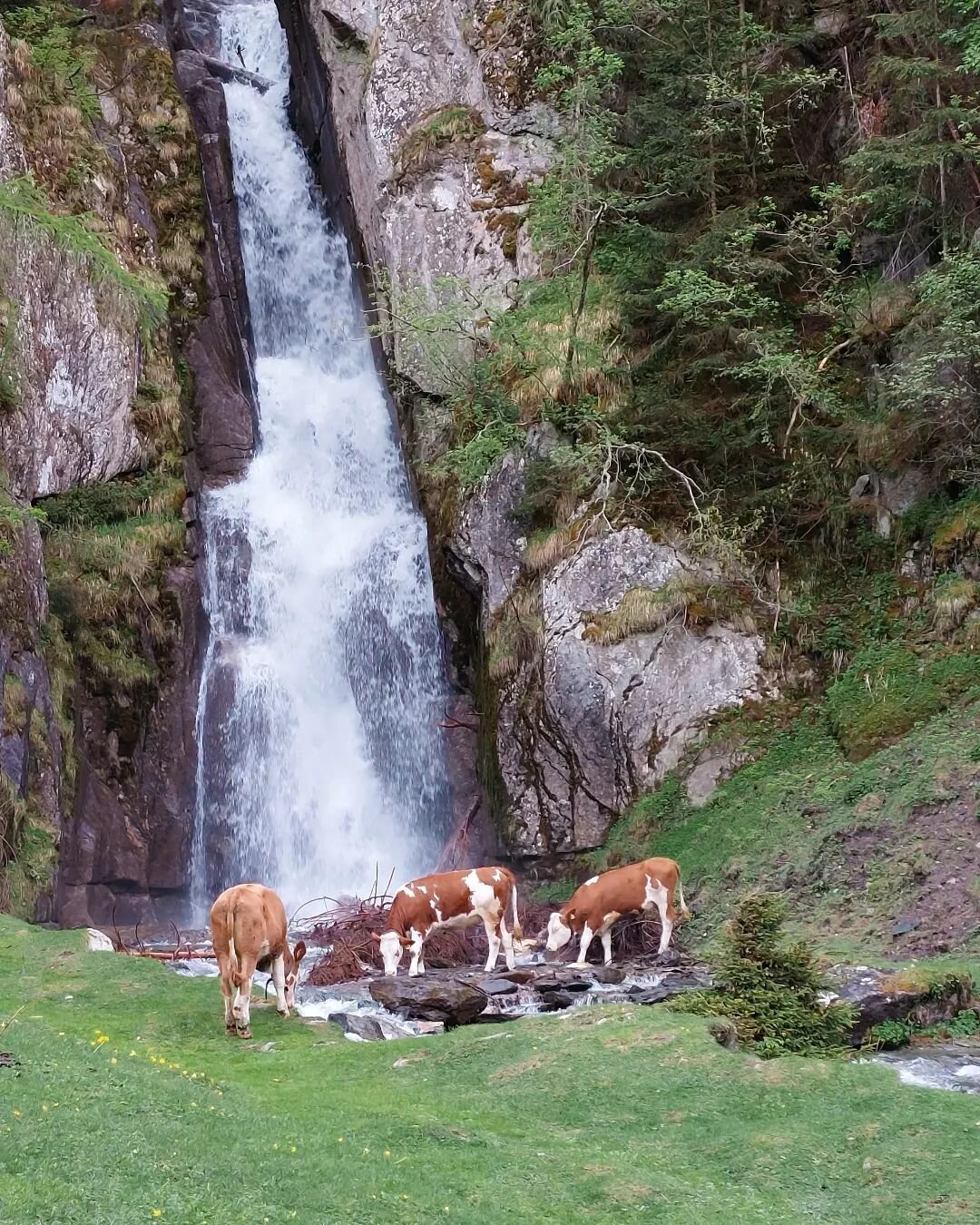 Best place to calm down 💧

#pfitsch #wasserfall #herbst #cascata #mucche #k&uuml;he #kraftplatz #postodelcuore #valleisarco #vipiteno #sterzing #s&uuml;dtirol #altoadige