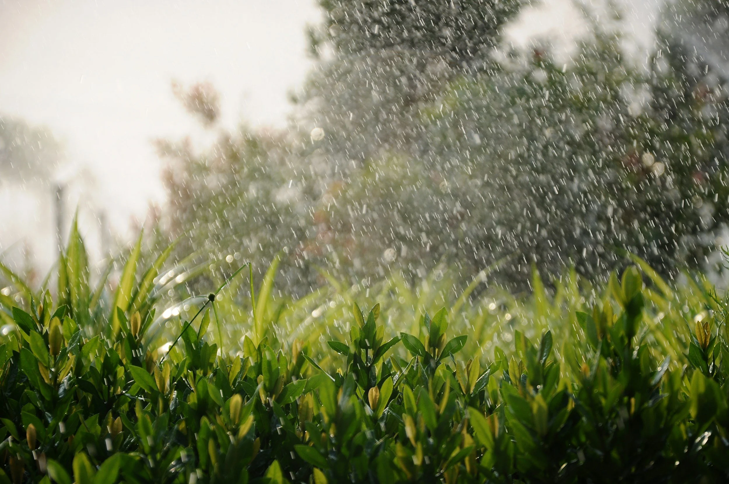 Spring sprinkler startup zone check in the Gallatin Valley
