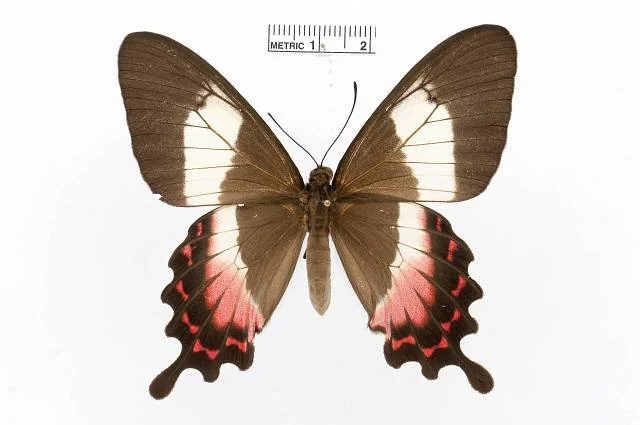 Parides_ascaniu.jpg