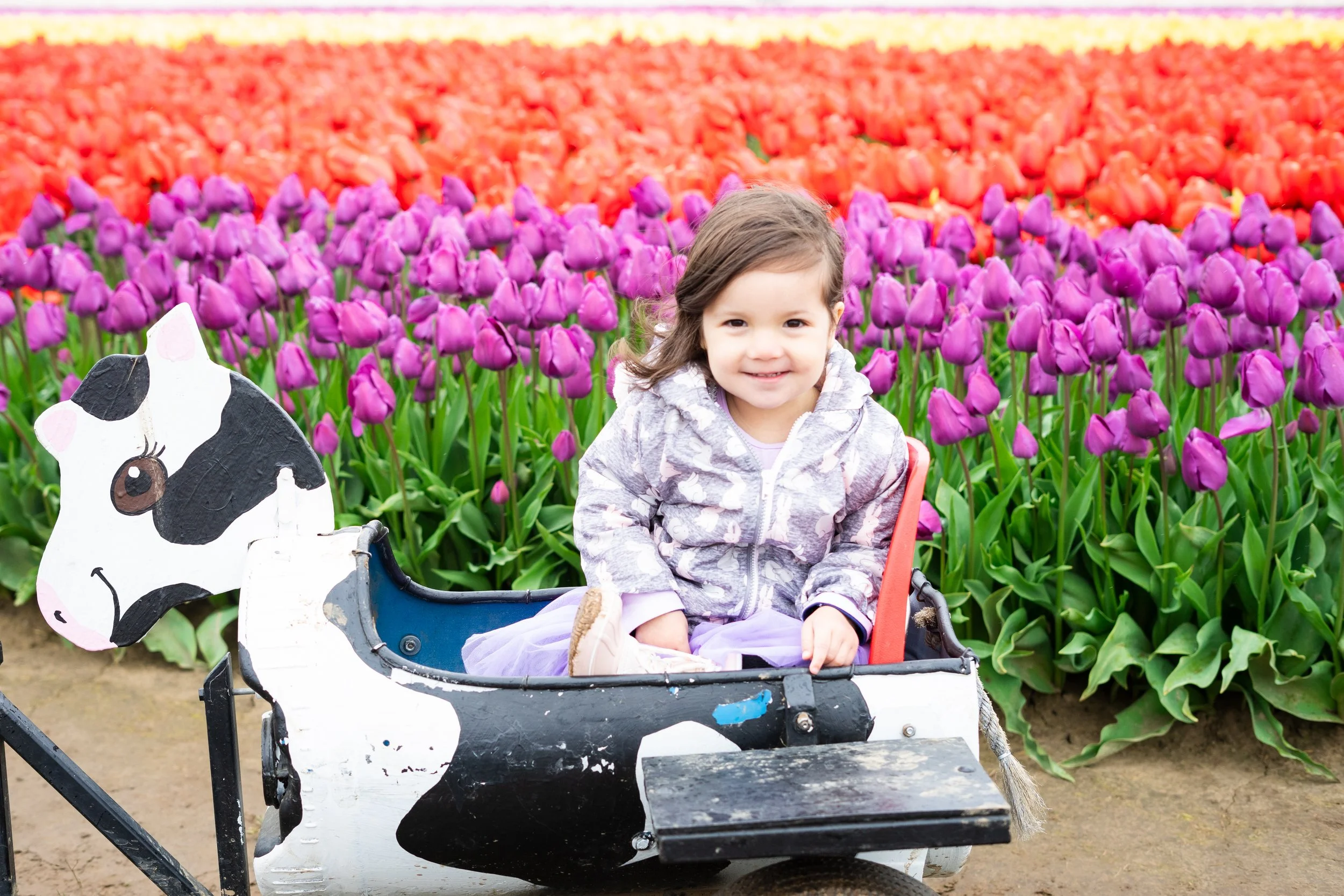 Tulip Farm Photography by Karina Ballard of Karina B. Photography