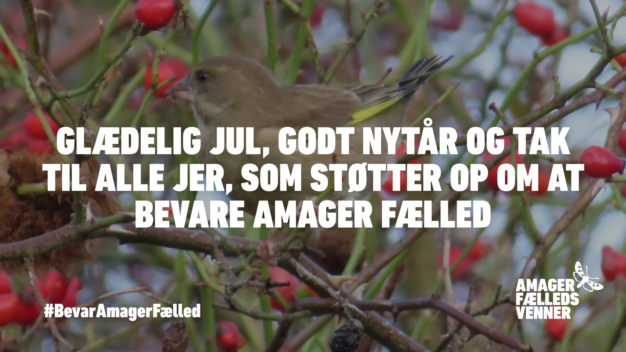 Glædelig jul og godt nytår til alle Amager Fælleds Venner