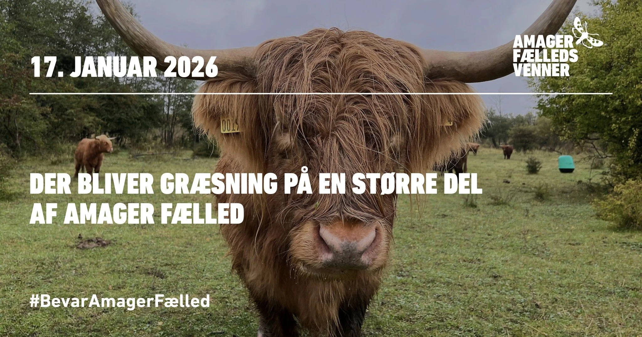 Der bliver græsning på en større del af Amager Fælled