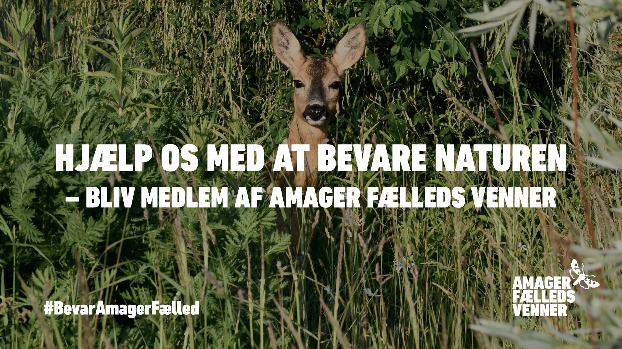 Hjælp os med at bevare naturen - bliv medlem af Amager Fælleds Venner