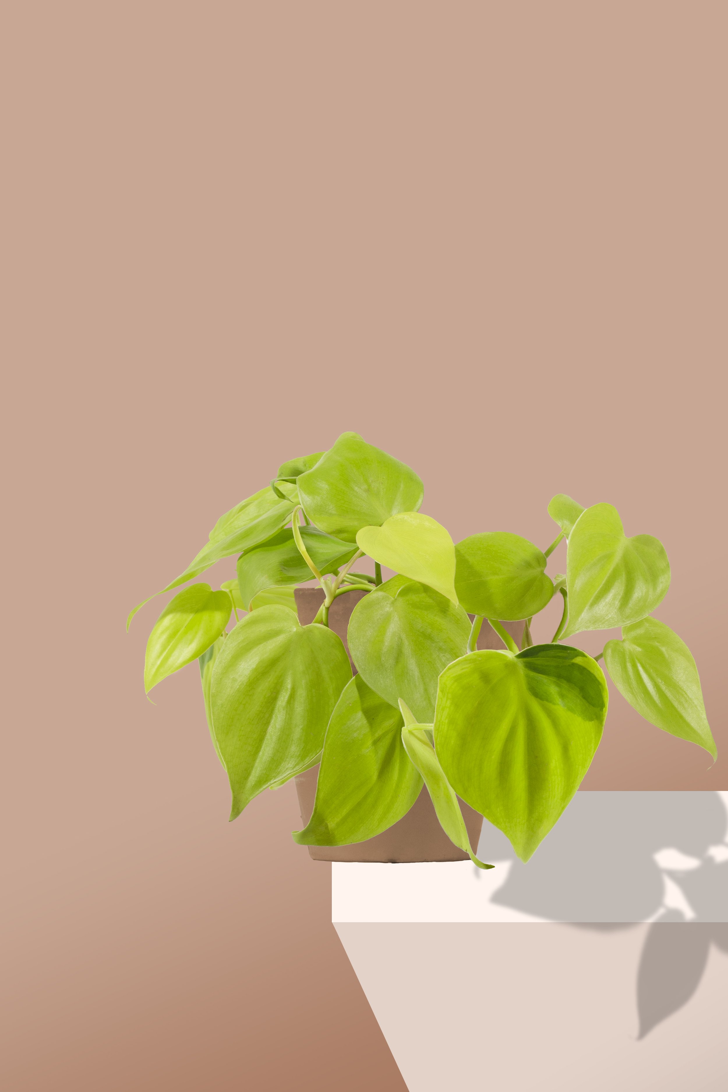 E_Lemonlime copy.jpg