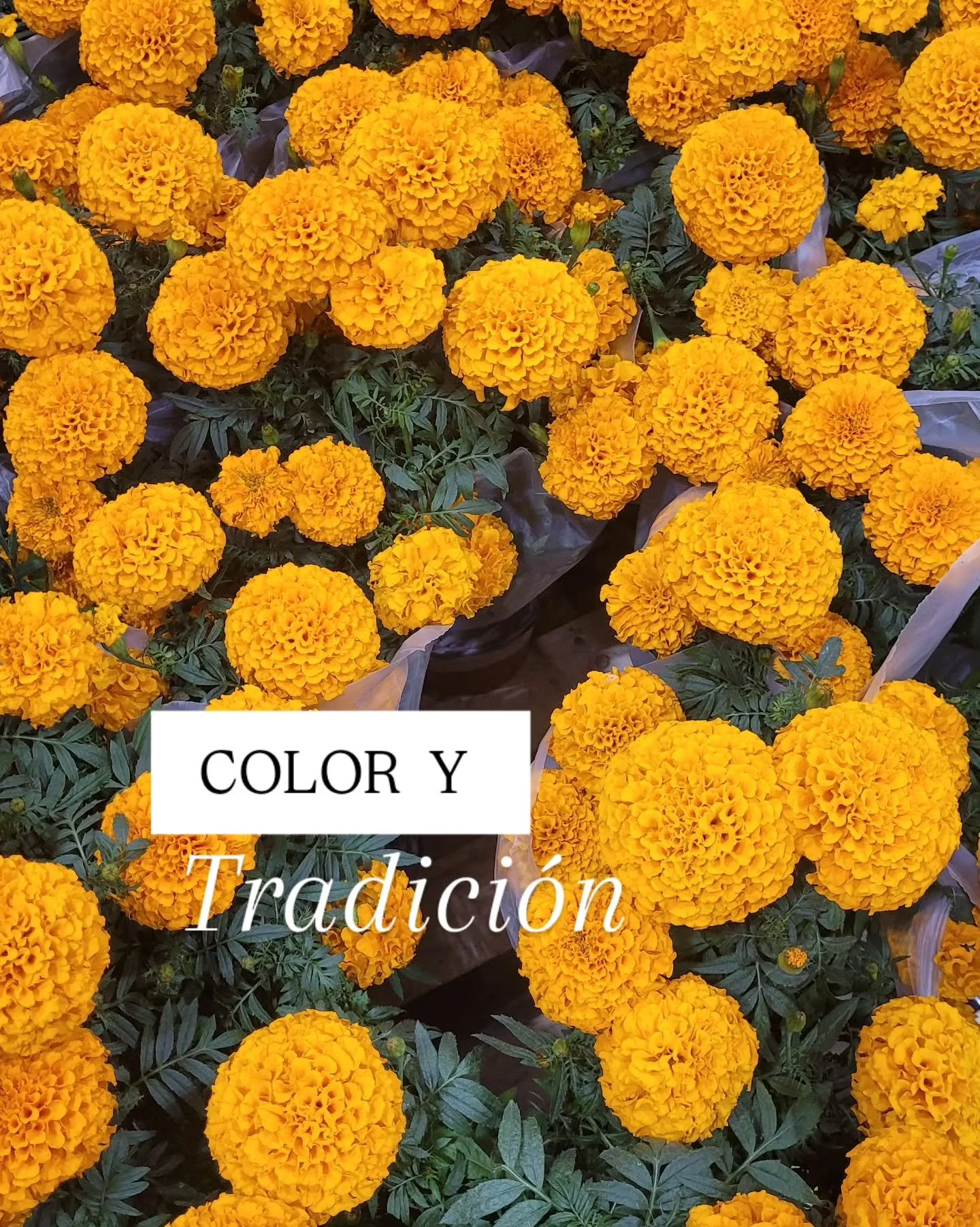 Color y tradiciones.
Tonos anaranjados y las flores de cempas&uacute;chil florecen.

Durante estas fechas en M&eacute;xico recordamos a los que ya no est&aacute;n y lo hacemos de una manera diferente, llena de color, de sabor y de recuerdos!

----
De
