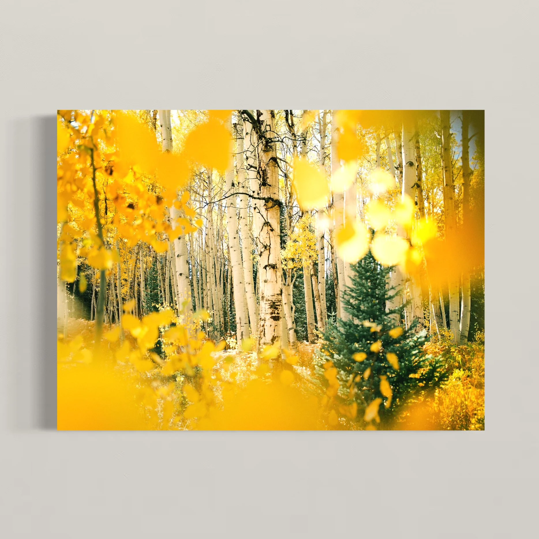 Golden Aspen Confetti 5x7, 18x24.jpeg