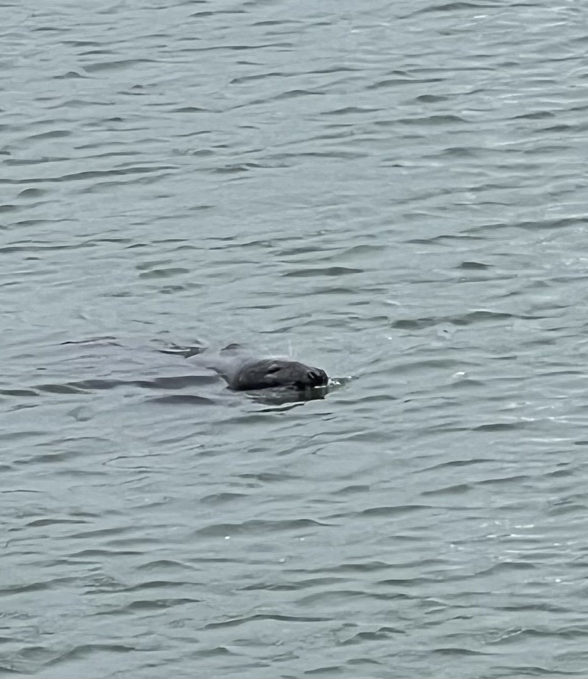 Ireland - it’s really good - day 8