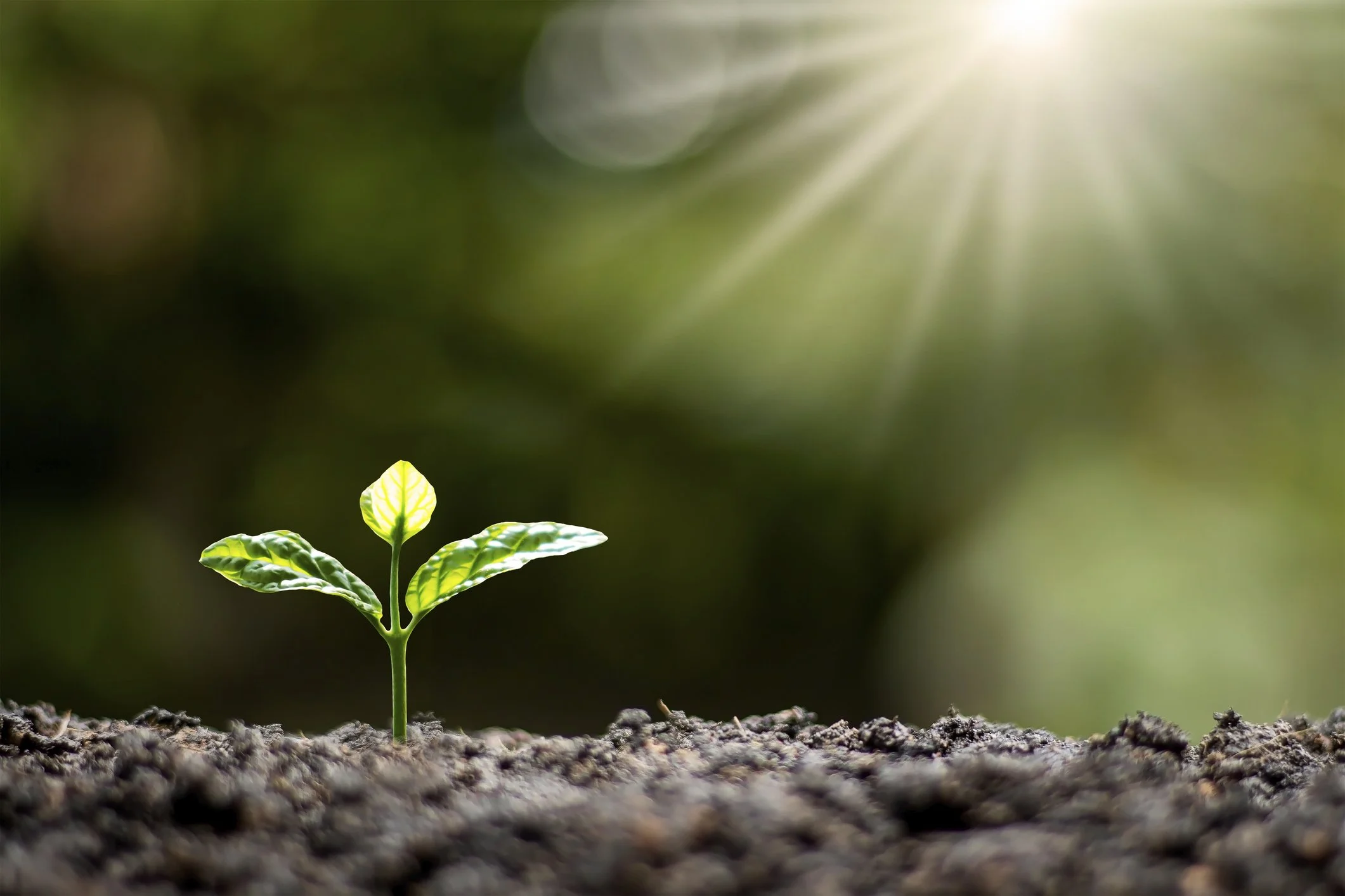 Preparing Ourselves for the Returning Light