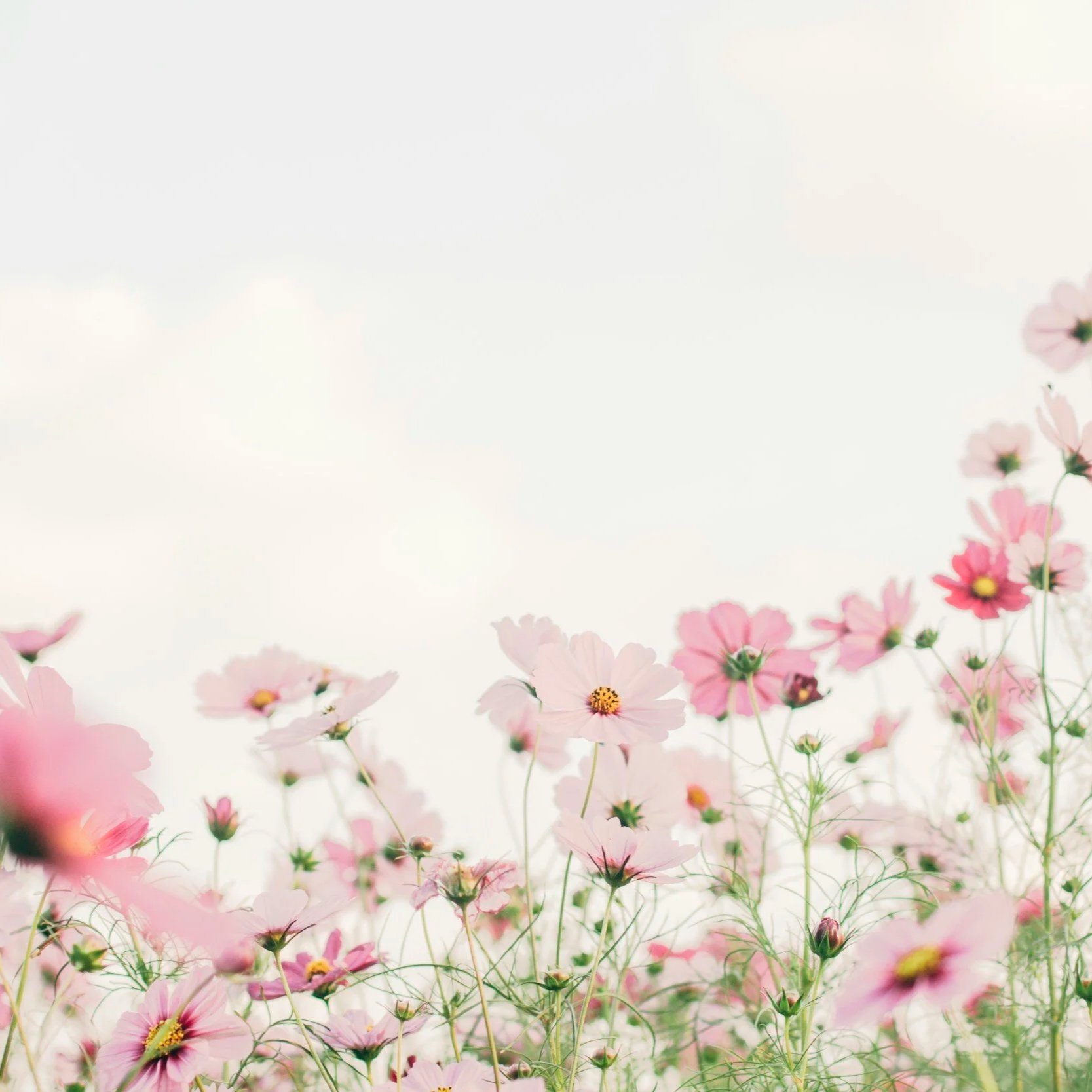Field of pink and white cosmos flowers under a bright sky.