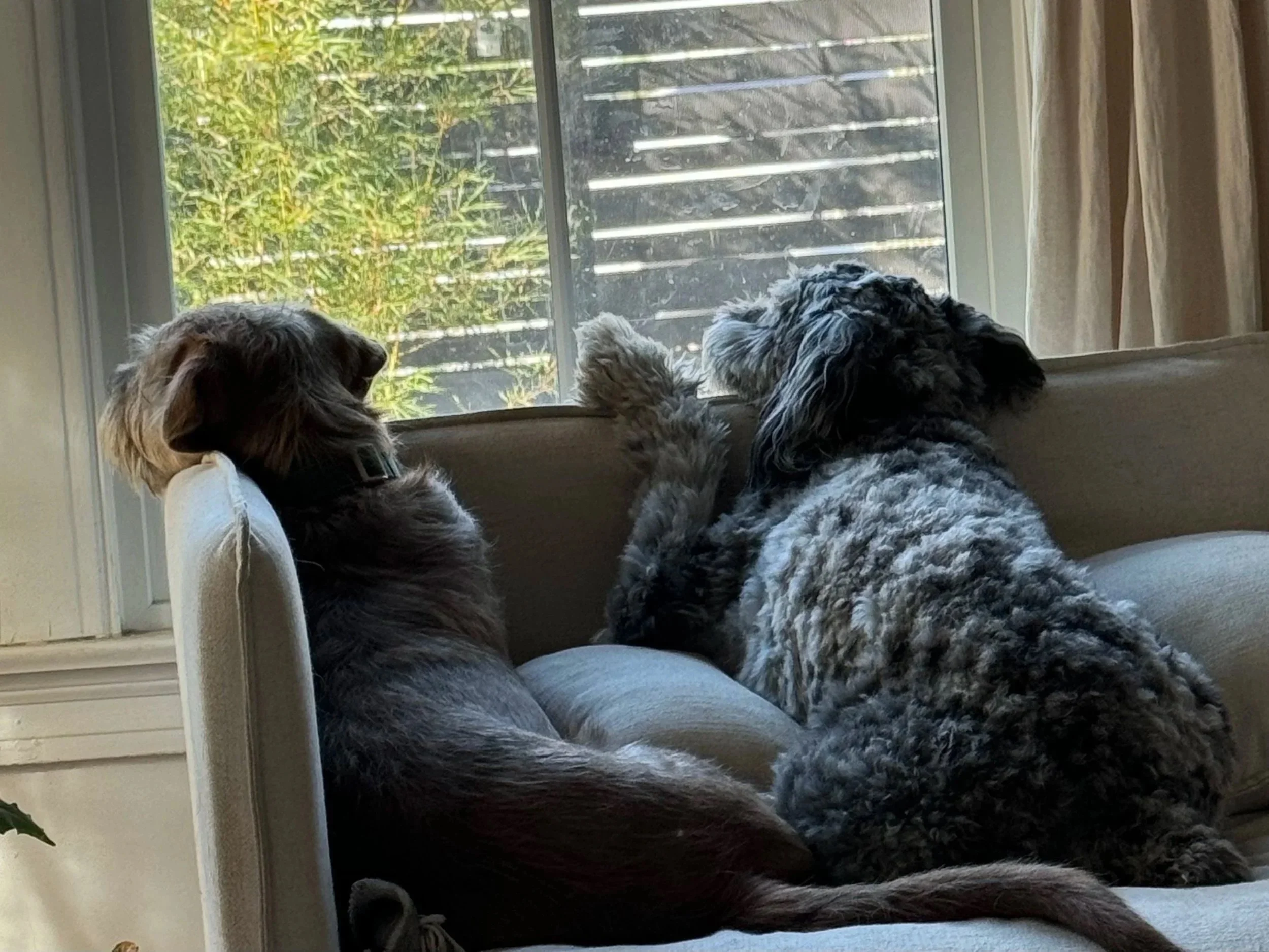 Two dogs, one with black and gray curly fur and the other with gray and white fur, sit on a couch looking out a window at greenery outside.