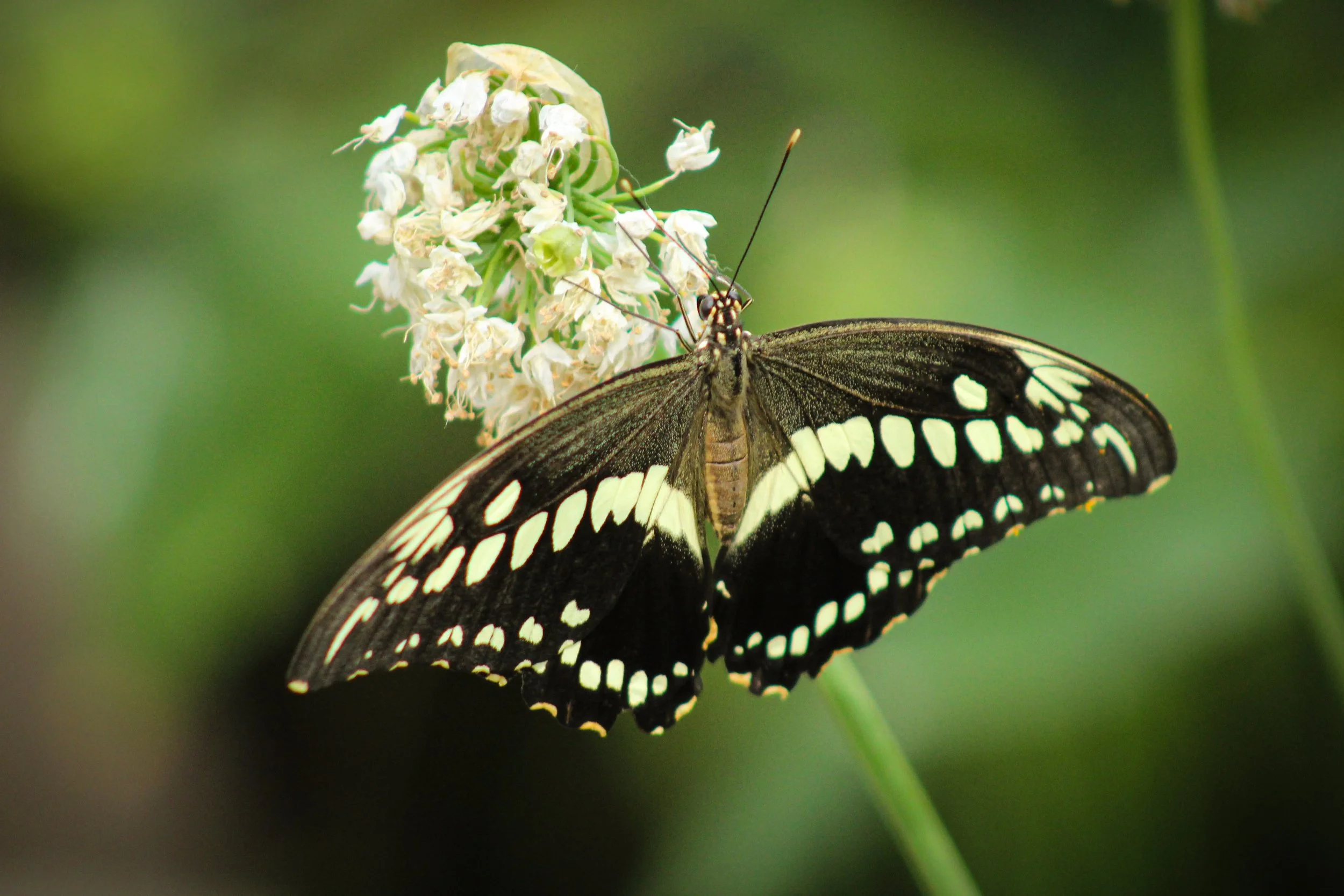 Butterfly.jpg