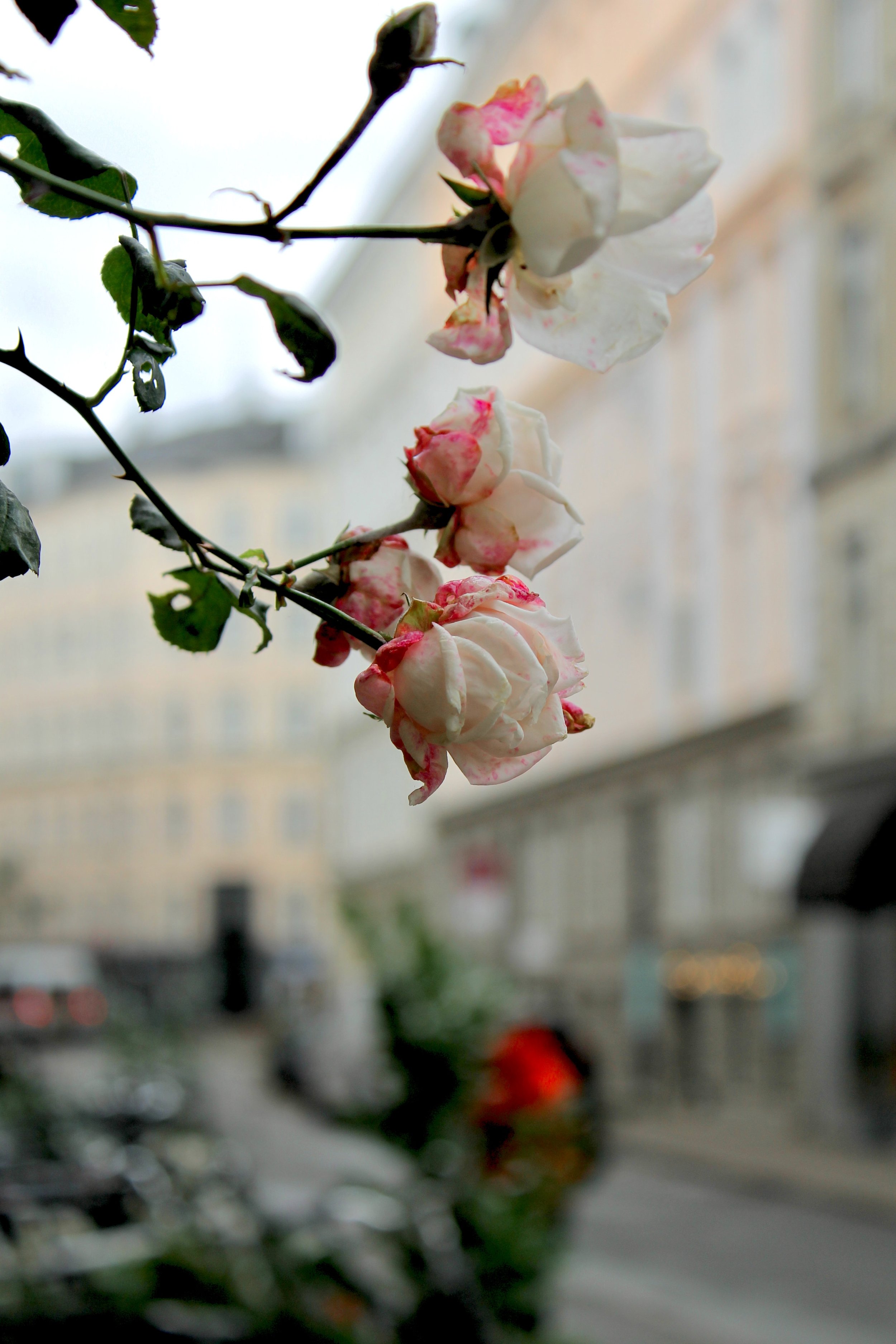 Roses growing on the streets of Copenhagen