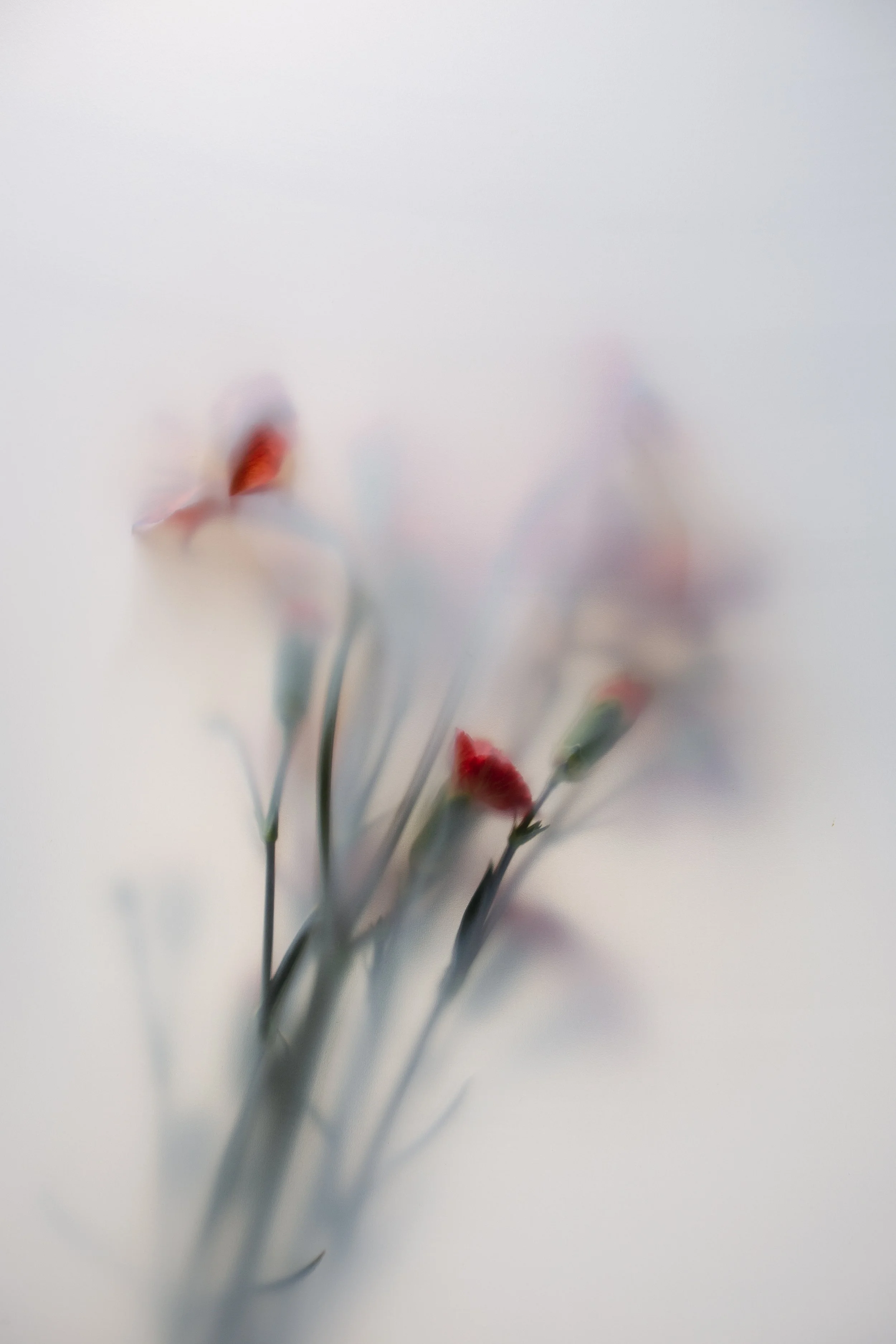 _MG_8533.jpg