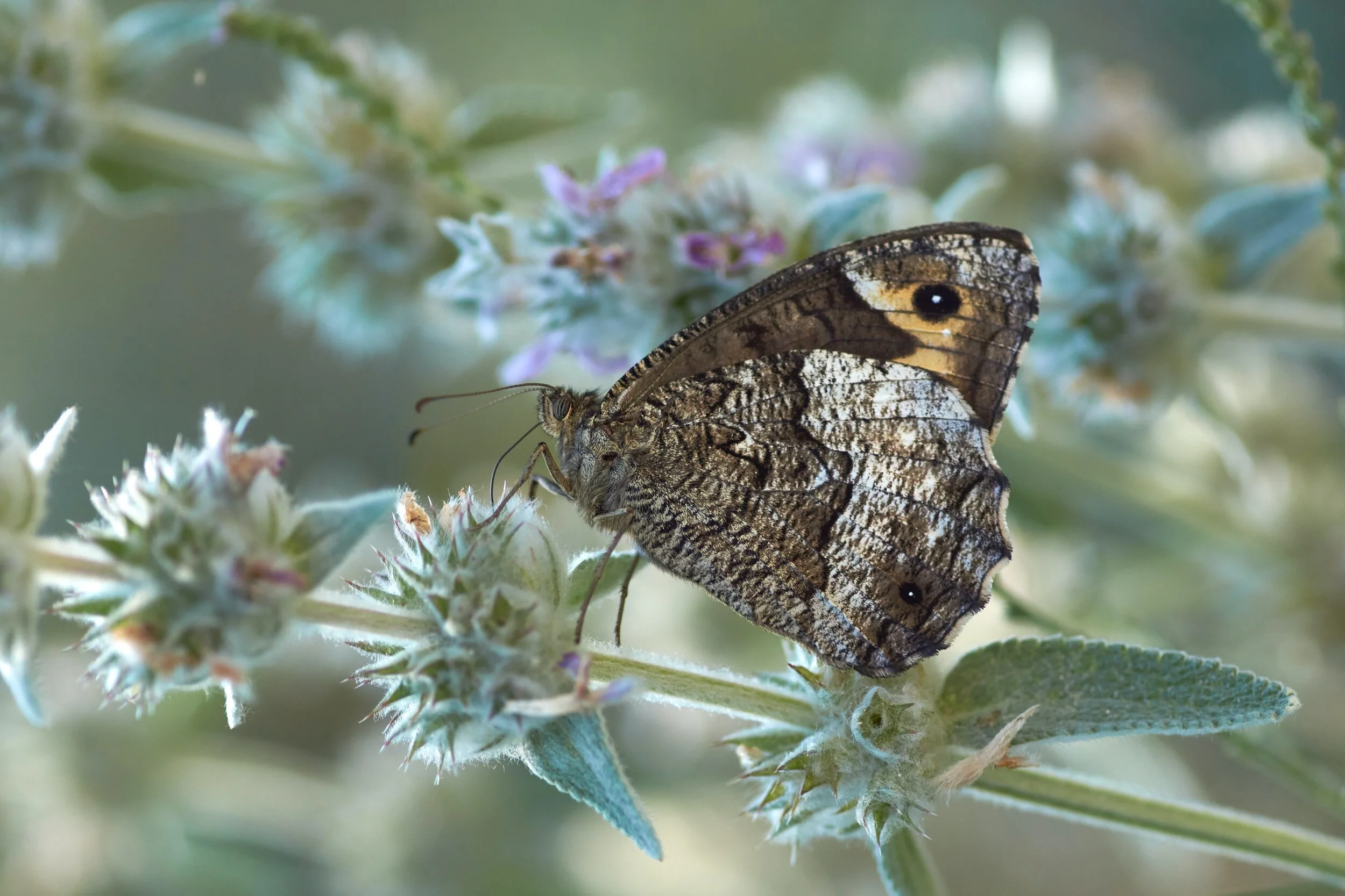With September &amp; Fires Comes Moth Medicine