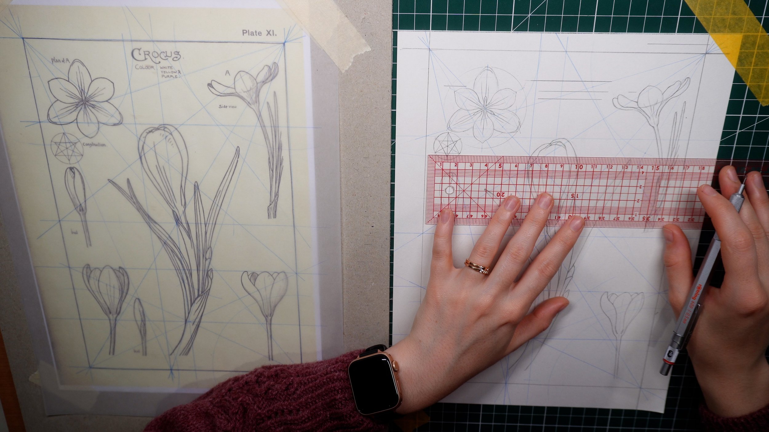 Nature Drawing and Design Plate XI - 2/4 - Graphite Underdrawing