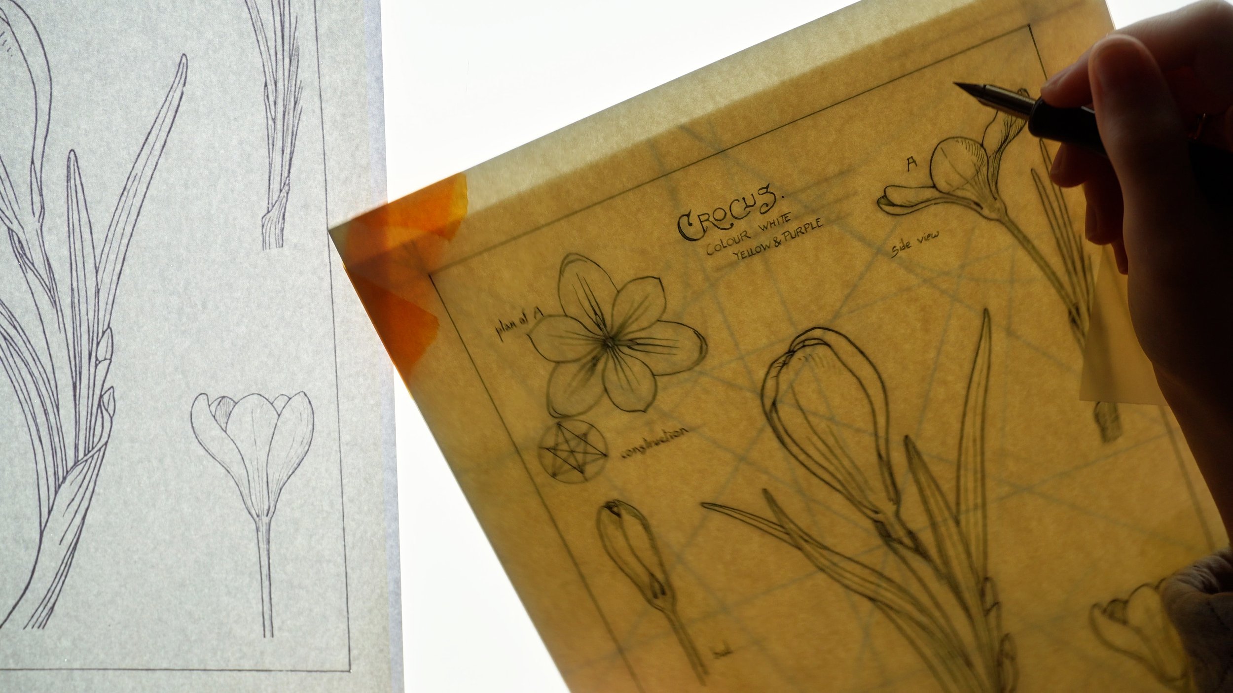 Nature Drawing and Design Plate XI - 4/4 - Inking and Finishing
