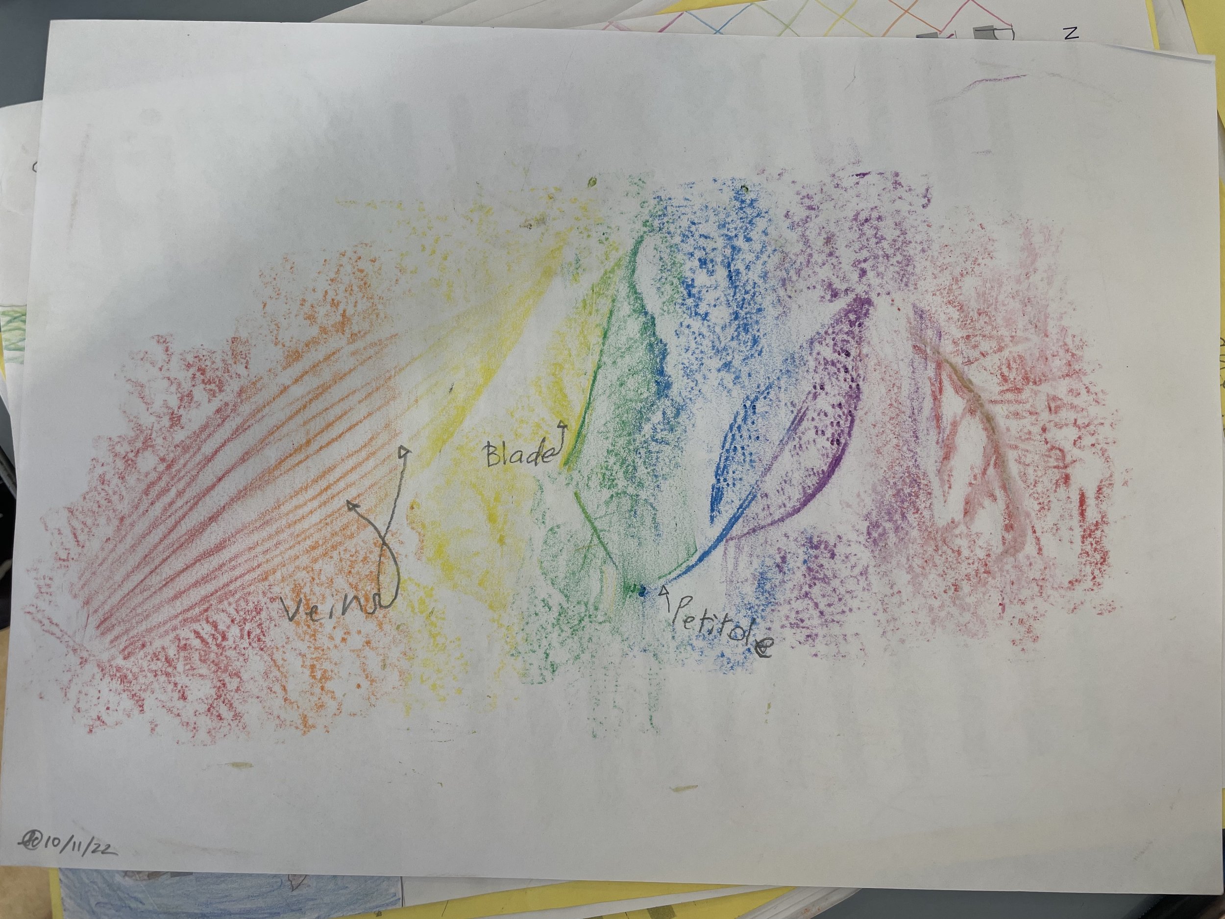 Leaf rubbings with the main parts of the leaf annotated