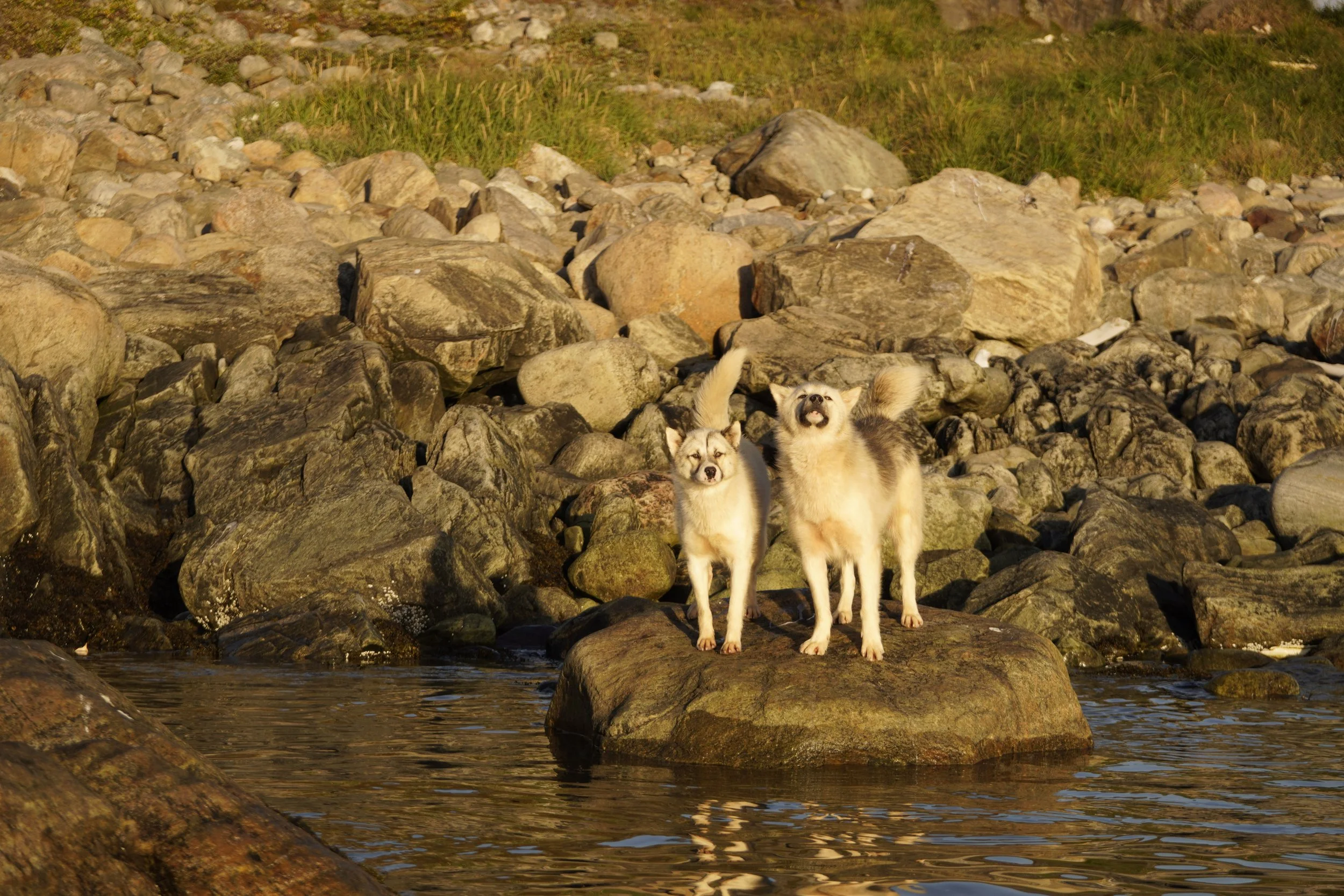 "wild" sledge dogs