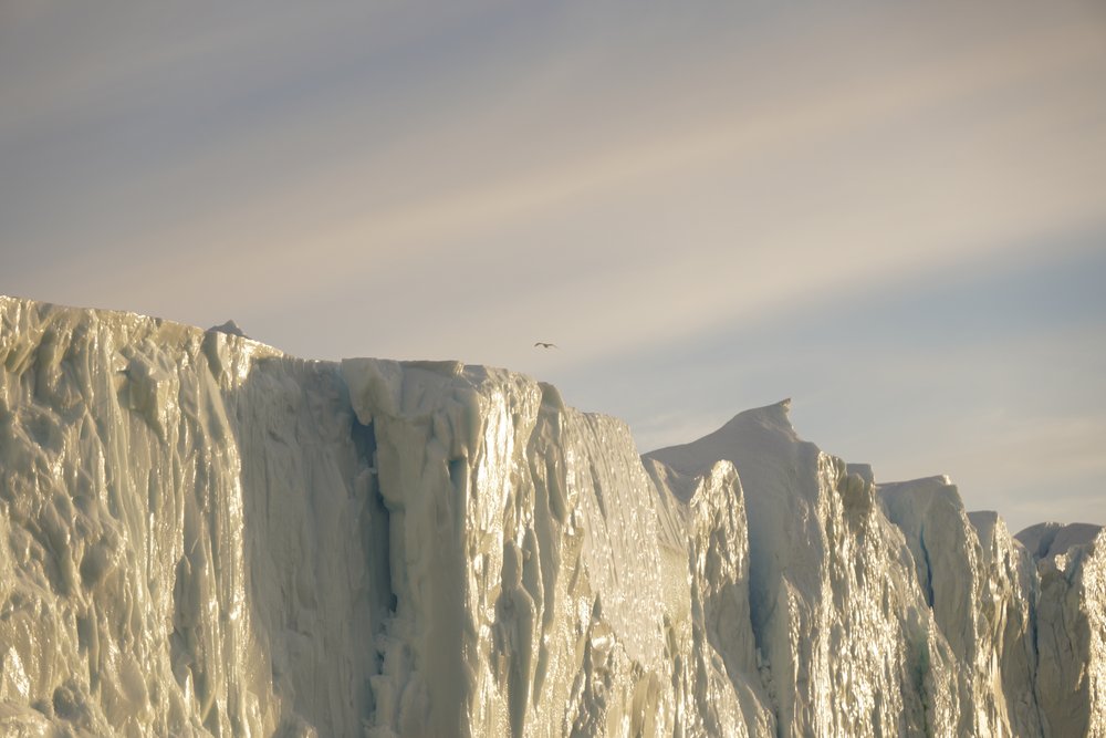 Icefjord Cruise