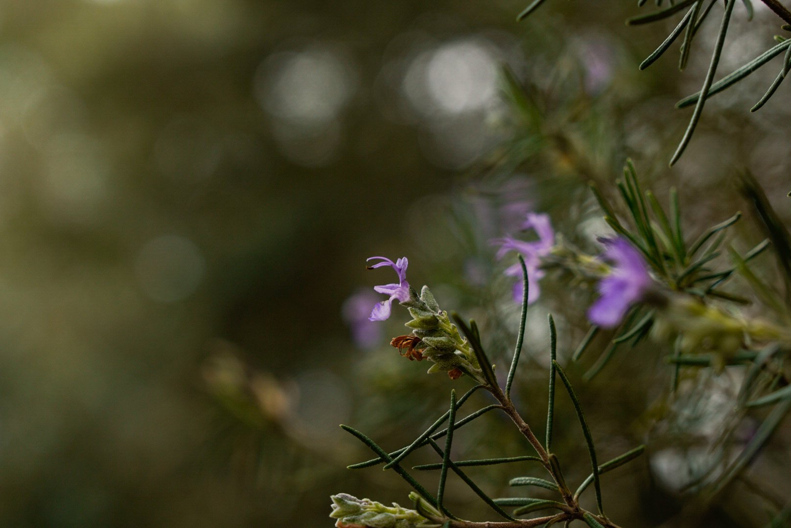 846A743C-28A2-4739-A063-AB2F8C5A83EF.jpeg