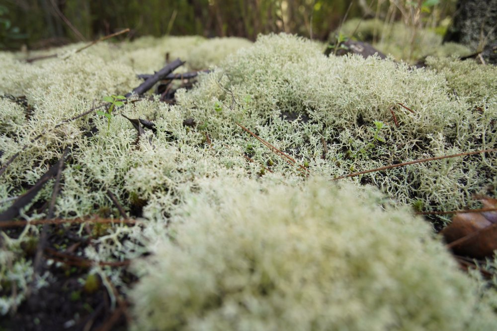 Stage 1 of the GR131 trail in Tenerife