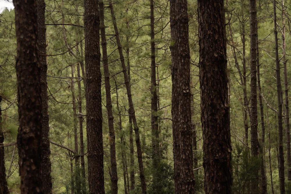 Stage 1 of the GR131 trail in Tenerife