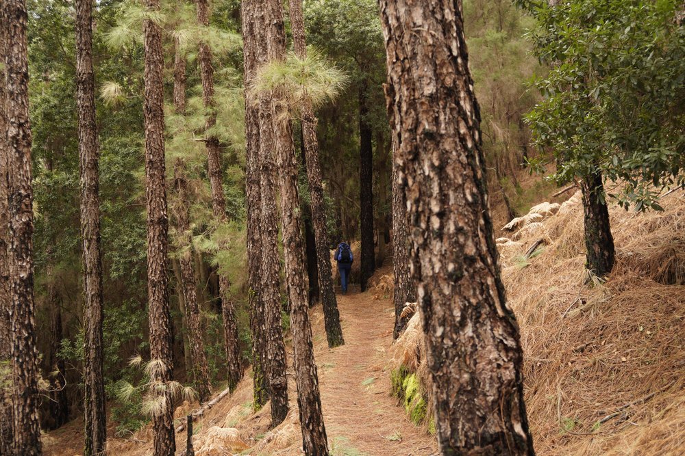 Stage 1 of the GR131 trail in Tenerife