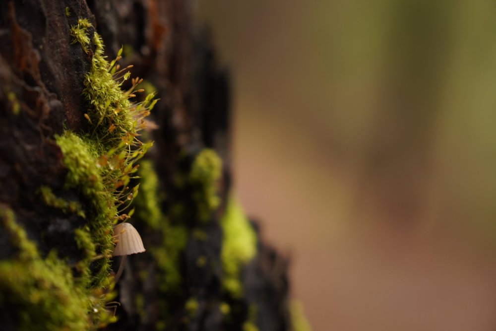 Stage 1 of the GR131 trail in Tenerife