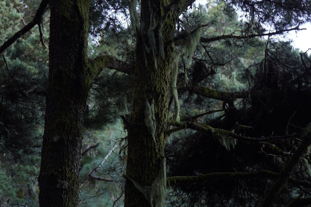 Stage 2 of the GR131 trail in Tenerife