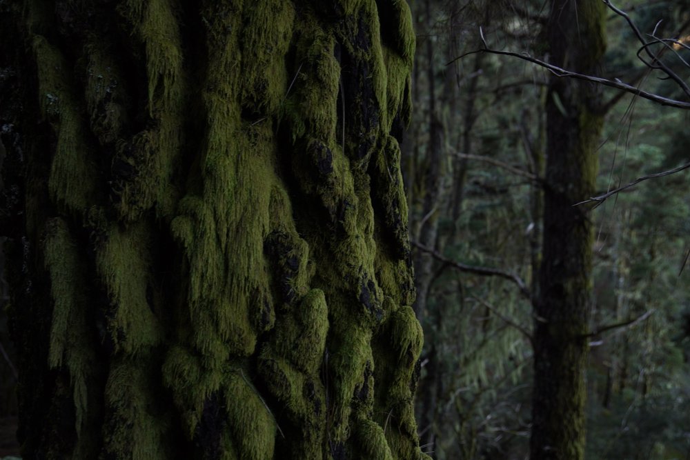 Stage 2 of the GR131 trail in Tenerife