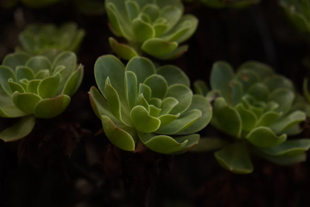 Stage 2 of the GR131 trail in Tenerife