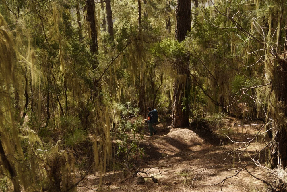 Stage 2 of the GR131 trail in Tenerife