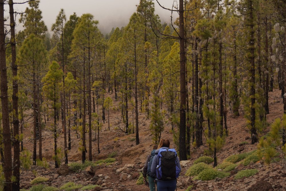 Stage 5 of the GR131 trail in Tenerife